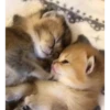 Kittennn 18
