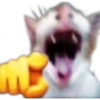 kitten 24