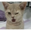 Kittennn 19