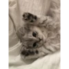 Kittennn 20
