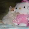 Hello kitty pank 28