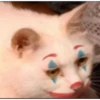 kitten 25