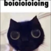kitten 27