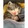 Kittennn 21