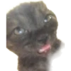 Gatitos 7