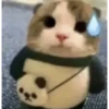 kitten 28