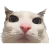 Gatitos 8
