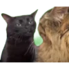 Gatitos 9