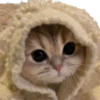 kitten 30