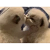 Kittennn 22