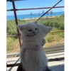 Kittennn 23