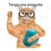Gatitoooos 6
