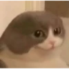 funny cats 5