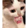funny cats 6