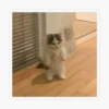 funny cats 7