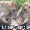 Changos 8