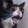 funny cats 8