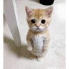 funny cats 10