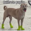 Caninos 6