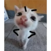 Gatitos 7