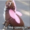 Caninos 7