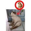 Gato como cachorro