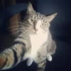 funny cats 11