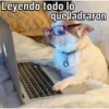 Caninos 8