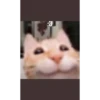 funny cats 12