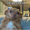 Caninos 10