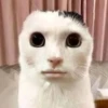 funny cats 13