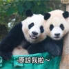 panda3 5