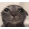 Gatitos 18