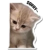 Cat Cat 5