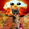 Gatinho apocalipse