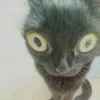 funny cats 15