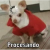 Caninos 13