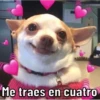 Caninos 14