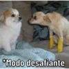 Caninos 15