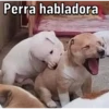 Caninos 16