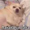 Caninos 17