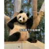 panda3 6