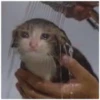 funny cats 16