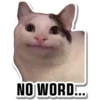 Cat Cat 6