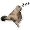 Cat Cat 7