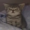 funny cats 17