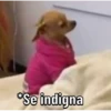 Caninos 23