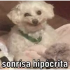 Caninos 24
