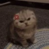 funny cats 18