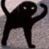 funny cats 19